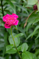 Mysterious fairy tale spring floral card with fabulous blooming pink rose flowers. summer fantasy garden on blurred background. beautiful, delicate rose in the garden