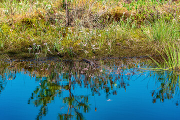 marsh landscape with grass tussocks and reflection in open water
