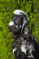 Fototapeta premium Wet english cocker spaniel