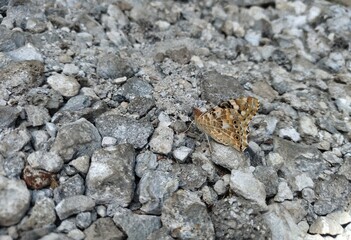 butterfly on a rock