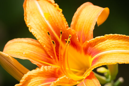 Macro photograph of a tawny lily, otherwise known as an orange daylily, taken in early spring in Ontario, Canada.