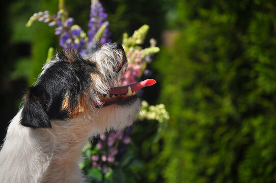 Jack russell tricolor  terrier 