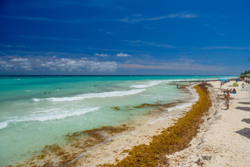 Sandy beach with seaweed on a sunny day with hotels in Playa del Carmen, Mexico