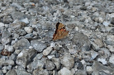 butterfly on a rock