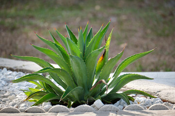 Fototapeta premium Close up of aloe vera plant with big green leaves growing outdoors on sunny day