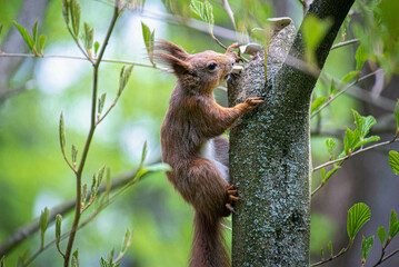 Squirrel 5