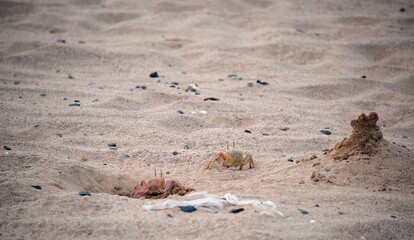 Close up of wild crab hiding in sand hole on sea beach