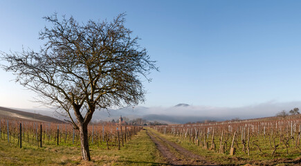 Obraz premium Geilweilerhof, Frühnebel, Nebelbank, Winter