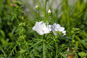 Flower of a greater musk-mallow, Malva alcea