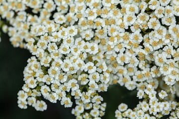 Flower of the yarrow Achillea crithmifolia