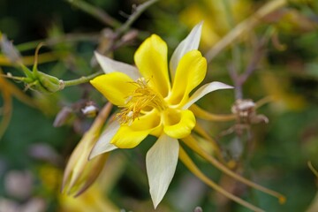 Flower of a golden columbine, Aquilegia chrysantha