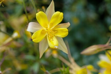 Obraz premium Flower of a golden columbine, Aquilegia chrysantha