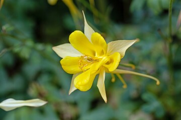 Fototapeta premium Flower of a golden columbine, Aquilegia chrysantha