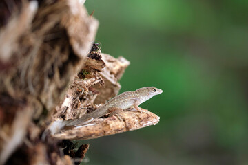 Macro closeup of blown alone lizard warming on summer sun. Anolis sagrei small reptile in native to Florida USA