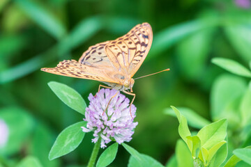 The dark green fritillary butterfly collects nectar on flower. Speyeria aglaja is a species of butterfly in the family Nymphalidae.