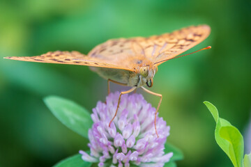The dark green fritillary butterfly collects nectar on flower. Speyeria aglaja is a species of butterfly in the family Nymphalidae.