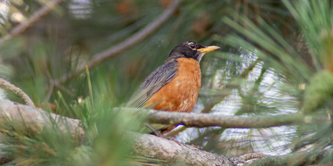 Wildlife photograph of an American robin, taken in southern Ontario in early summer.