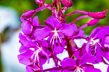 Broadleaved Fireweed in Hoonah, Icy Strait Point AK