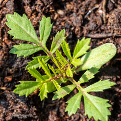 small tegete seedling in a greenhouse in the spring