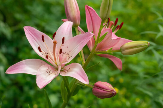 Nature photograph of a pink Asiatic lily taken in Ontario, Canada in early summer.