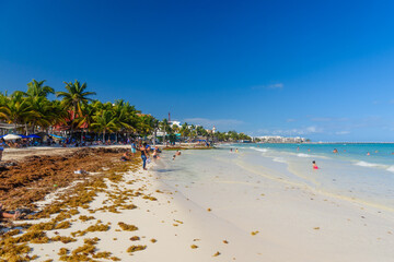 Fototapeta na wymiar Sandy beach with seaweed on a sunny day with hotels in Playa del Carmen, Mexico
