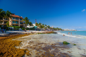 Sandy beach with seaweed on a sunny day with hotels in Playa del Carmen, Mexico