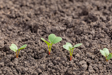 Radish plant seedlings growing in garden. Gardening, organic vegetables and agriculture concept.