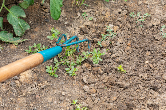 Removing weeds in garden with cultivator. Gardening, weeding, and working in garden concept.