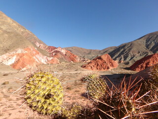 cactus en el desierto 
