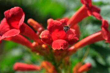Colorful summer flowers in the garden