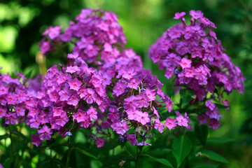 Obraz premium Colorful summer flowers in the garden