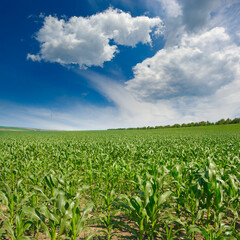 Fototapeta na wymiar Bright green corn field and blue sky