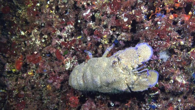 Sea life - Slipper lobster walking in a underwater coluorful  wall