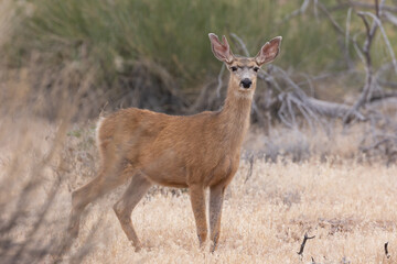 A mule deer doe with tattered ears stands in a field of summer browned grass looking alertly towards the camera.