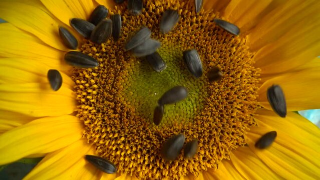 Sunflower seeds falling on sunflower disc. Slow motion.