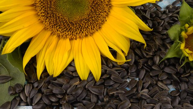 The  fresh disk of a sunflower on sunflower seeds.