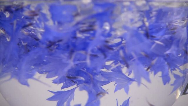 Brewing a tisanes from knapweeds flowers in a transparent