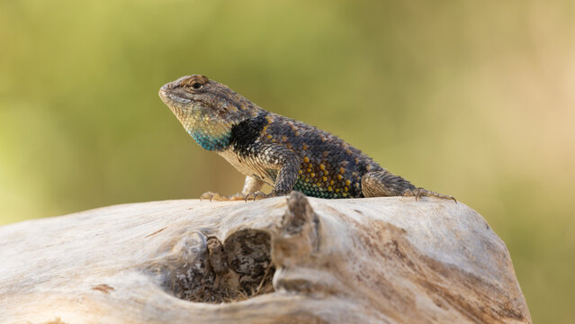 A western fence lizard basks on top of a dead cottonwood branch with a green out of focus background. It raises it's head showing bright blue scales on it's neck and belly. 