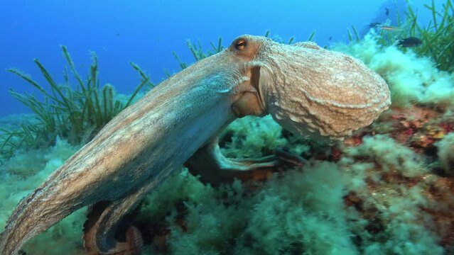 Underwater nature - Octopus swimming - At the end little damselfish bites him