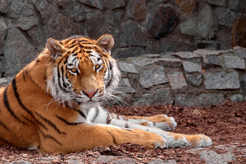 The Amur tiger lies and looks into the camera. Calm confident look of a predator.