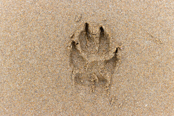 dog footprint in the sand on the beach. pet vacation concept, dog beach