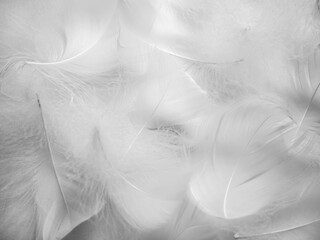 White fluffy bird feathers. Beautiful fog. A message to the angel. The texture of delicate feathers. soft focus