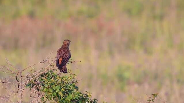 The bird is Common cuckoo Cuculus canorus, in the wild.