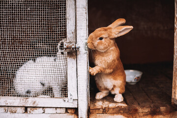 Obraz premium Rabbit couple in separate cages