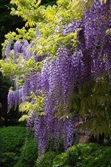 綺麗に咲く藤の花