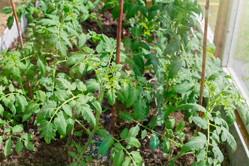 young bushes of green tomatoes grow in a greenhouse on a sunny day