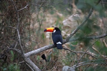 Aves, flores y paisajes