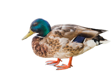 Mallard Duck isolated on white background closeup. Colorful drake wild duck