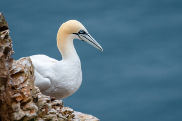 Gannet On Rocks at Troop Head Scotland