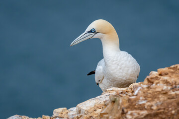 Gannet On Rocks at Troop Head Scotland